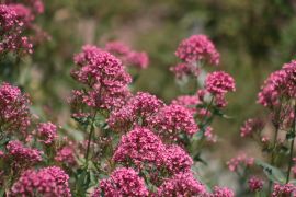 Centranthus ruber (L.) DC. - ostrogowiec czerwony.JPG