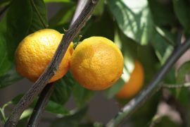 Citrus reticulata - mandarynka.JPG
