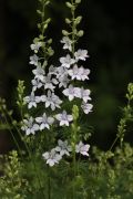 Delphinium ajacis L. - ostróżeczka ogrodowa.JPG