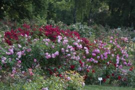IMG_7001.JPG