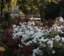 IMG_7104.JPG