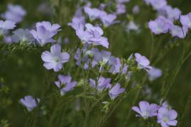 Linum hirsutum L. - len wiechowaty.JPG