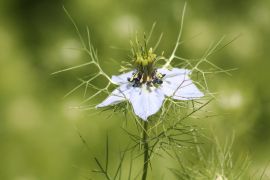 Nigella damascena L. - czarnuszka damsceńska.JPG