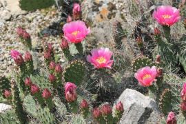 Opuntia phaeacantha Engelm - opuncja ciemnociernista.JPG