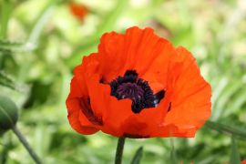 Papaver orientale L. - mak wschodni.JPG