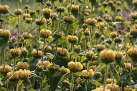 Phlomis russeliana - żeleźniak russela.JPG