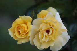 Rosa hybr. 'Golden showers'.JPG