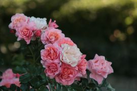Rosa hybr. 'Marie Curie'.JPG