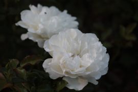 Rosa hybr. 'White meidiland'.JPG