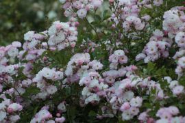 Rosa hybr. 'Wspomnienie lata'.JPG
