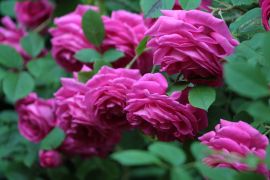 Rosa L. 'Crimson globe' (2).JPG