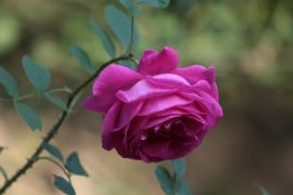 Rosa L. 'Crimson globe'.JPG