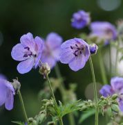 Geranium pratense L. - bodziszek łąkowy (fot. Justyna...