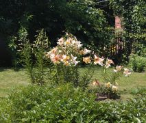 Lilium hybridum hort. 'Rosing Moon' - lilia...