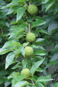 Maclura pomifera - żółtnica pomarańczowa Raf. Schneid....