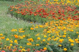 Różnorodne odmiany aksamitki rozpierzchłej (Tagetes...