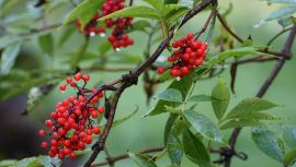 Sambucus racemosa L. - bez koralowy (fot. Justyna...