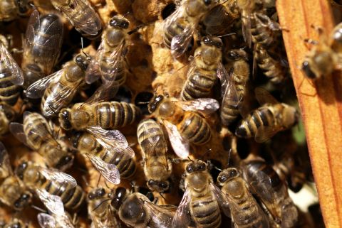 Naukowcy z UMCS opracowali lek dla pszczół!