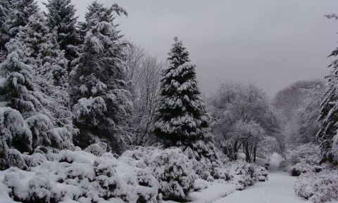 2 grudnia: Zima w Ogrodzie Botanicznym UMCS
