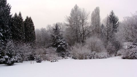 18 stycznia: Ogród w okowach zimy