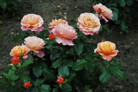 Niezwykłe róże na cześć Noblistki