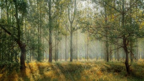 Gospodarka leśna – konkurs na projekty międzynarodowe