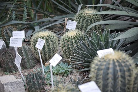 Wystawa Kaktusów i innych Sukulentów