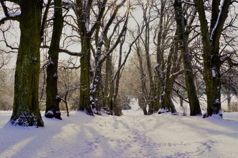 Zima w Ogrodzie