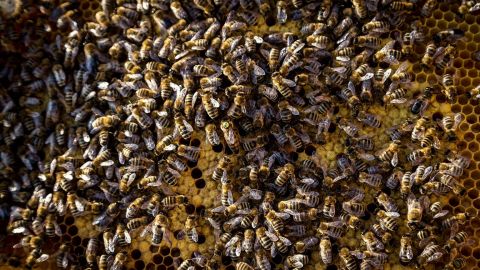 Spotkanie z naukowcami i pasjonatami pszczół  w CSK.
