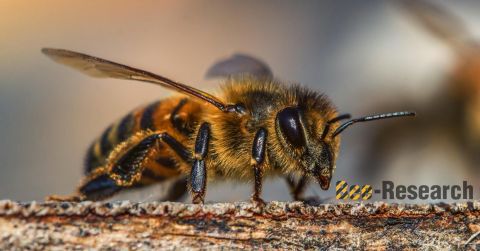 Projekt naukowy Bee Research