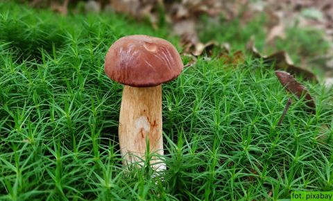 Lecznicze właściwości grzybów - komentarz ekspercki