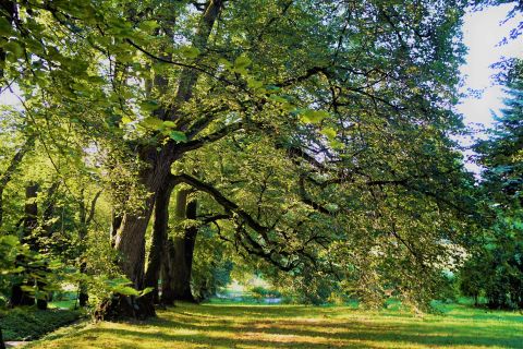 14.10 Dzień Drzewa w Ogrodzie Botanicznym UMCS