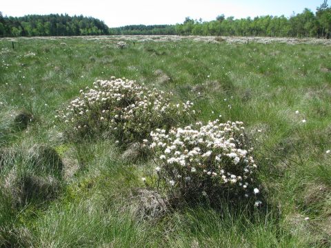 Pracownicy Wydziału Biologii i Biotechnologii powołani do...