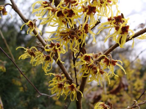 Oczar pośredni (Hamamelis × intermedia)