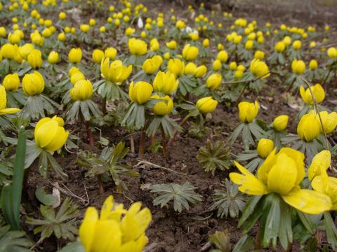 Rannik zimowy (Eranthis hyemalis)