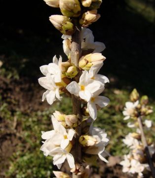 Wawrzynek wilczełyko (Daphne mezereum fo. alba)