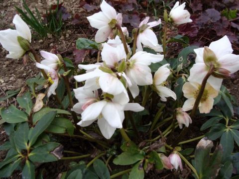 Ciemiernik biały podgat. wielkokwiatowy (Helleborus niger subsp. macranthus).jpg