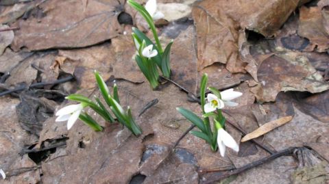 Śnieżyczka przebiśnieg (Galanthus nivalis).jpg