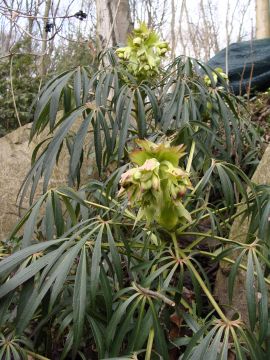 Ciemiernik cuchnący (Helleborus foetidus).JPG