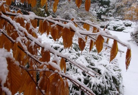 9 listopada: Pierwszy śnieg