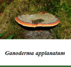Ganoderma applanatum.png