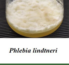 Phlebia lindtneri.png