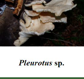 Pleurotus sp..png