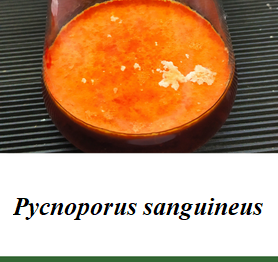 Pycnoporus sanguineus.png