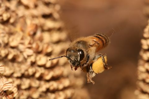 Apis_mellifera_flying Fot. Muhammad Mahdi Karim  Źródło Wikipedia.jpg