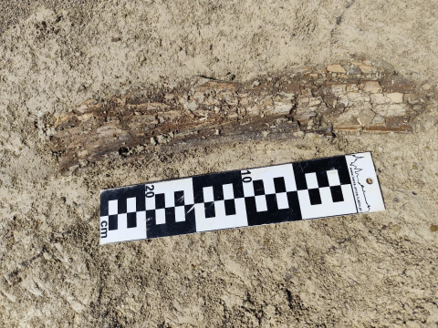 Fragment ciosu mamuta (stan zachowania w chwili odkrycia) P. Mroczek.png