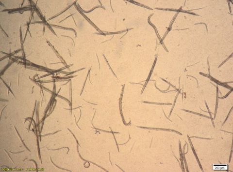 Nicienie z rodzaju Rhabditis po 24 godzinnej inkubacji z biopreparatem zawierającym  niskocząsteczkowe metabolity wtórne (LMS) wyizolowane z kultur grzyba Cerrena unicolor.jpg