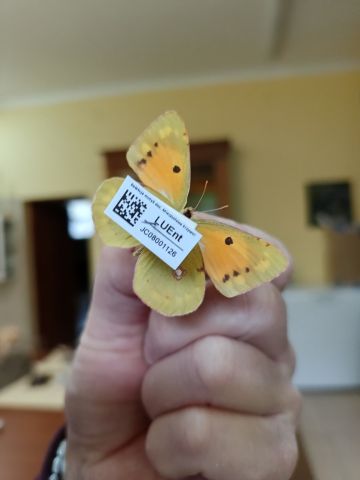 1 Kolekcja entomologiczna.jpg