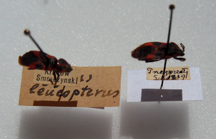 Tropidothorax leucopterus Goeze
