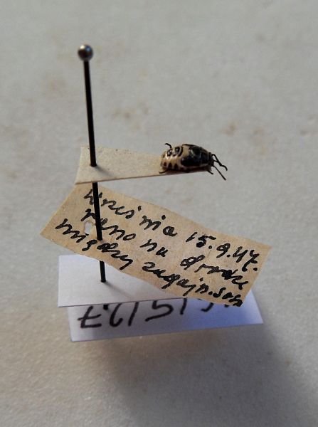 Eurydema oleracea Linnaeus